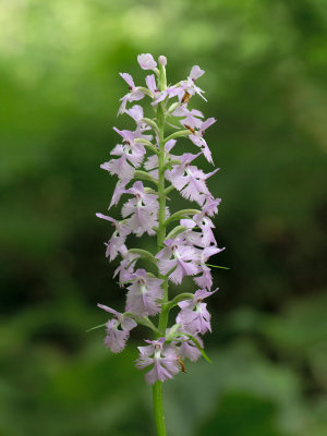 Small Purple Fringed Orchid