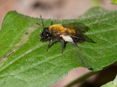 Perplexing Bumblebee (Bombus perplexus)