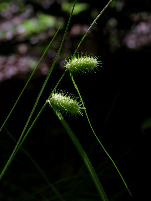 Sallow Sedge (Carex lurida)
