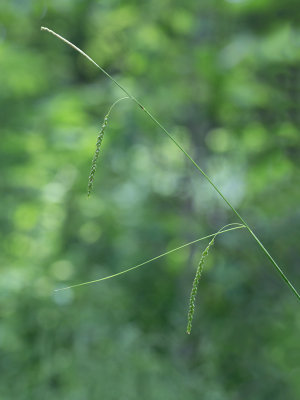 Fringed Sedge (Carex crinita)