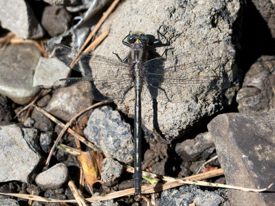 Dusky Clubtail Dragonfly