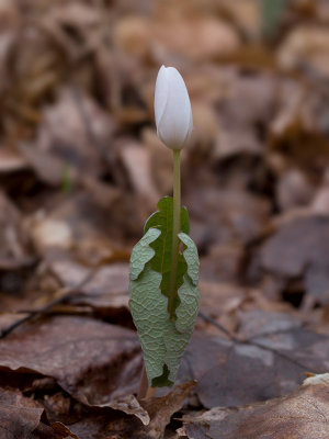 Bloodroot