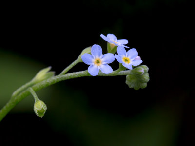 Smaller Forget-me-not