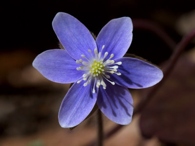 Sharp-Lobed Hepatica