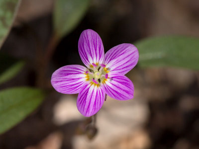 Carolina Spring Beauty