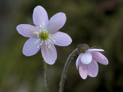 Sharp-Lobed Hepatica