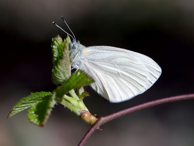 West Virginia White Butterfly
