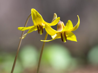 Dogtooth Violets