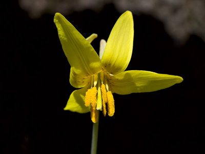 Dogtooth Violet