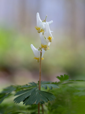 Dutchmans Breeches