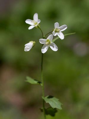 Spring Cress