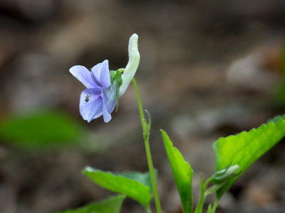 Long-spurred Violet