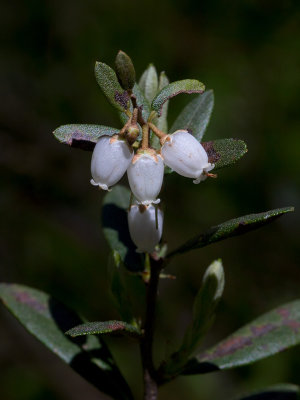 Leatherleaf