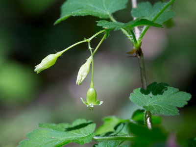 Prickly Gooseberry