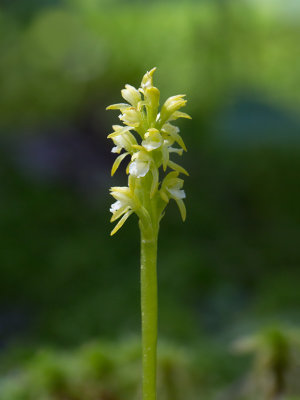 Early Coralroot Orchid