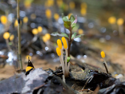 Swamp Beacon Fungus