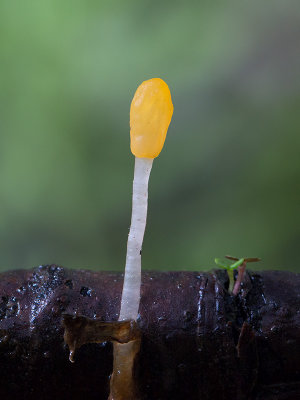 Swamp Beacon Fungus