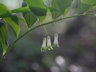 Smmth Solomon's Seal