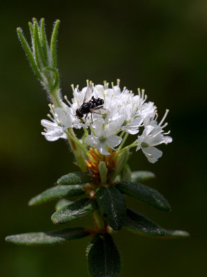 Labrador Tea