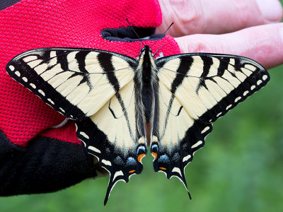 Tiger Swallowtail Buterfly