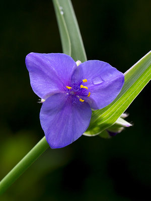 Ohio Spiderwort