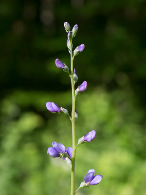 Blue Flase Indigo