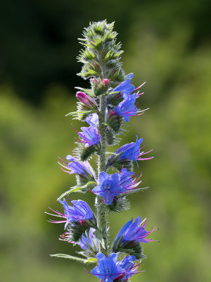 Vipers Bugloss