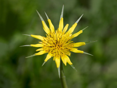 Goatsbeard