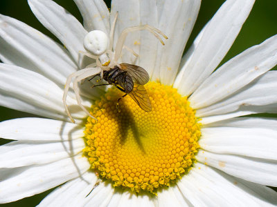 Crab Spider on Daisy