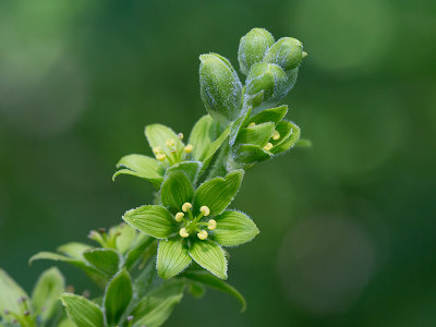 False Hellebore