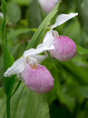 Showy Lady's Slipper Orchid