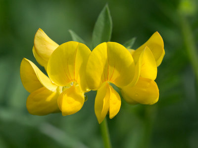 Birdsfoot Trefoil