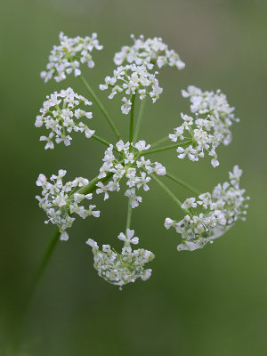 Poison Hemlock