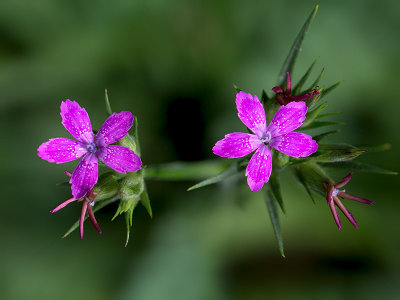 Deptford Pink