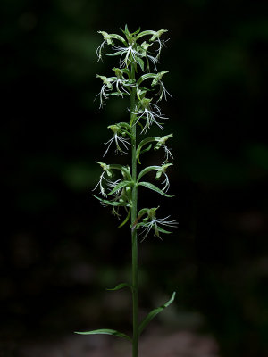 Ragged Fringed Orchid