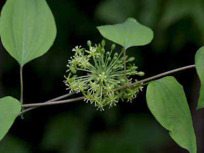 Carrion Flower