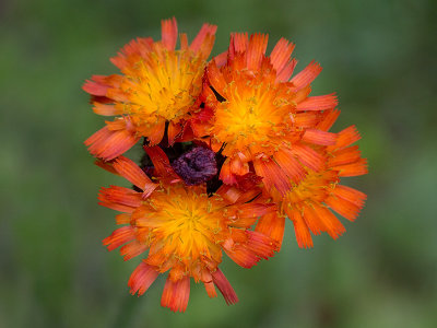 Orange Hawkweed