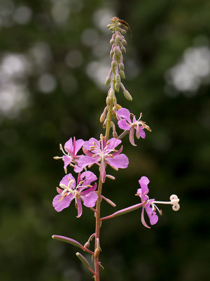 Fireweed