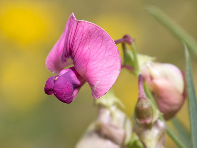 Narrow-leaved Everlasting Pea