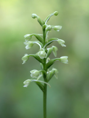 Club Spur Orchid