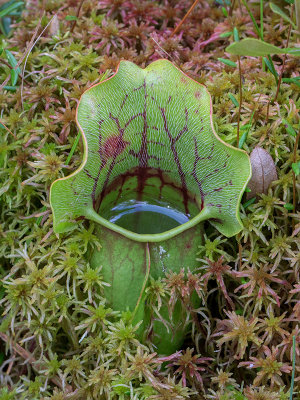 Pitcher Plant