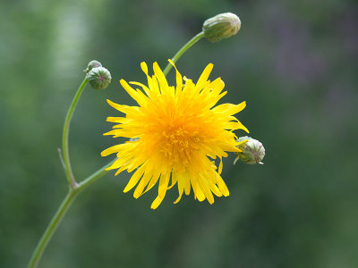 Field Sow Thistle