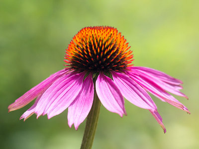 Purple Coneflower