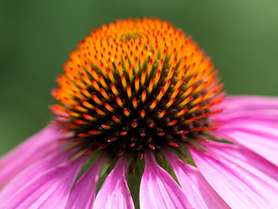 Purple Coneflower