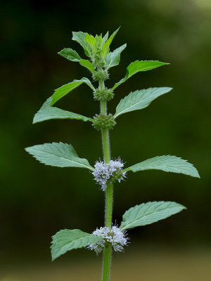 Wild Mint