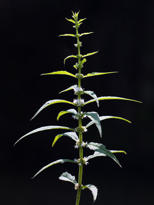 Water Horehound