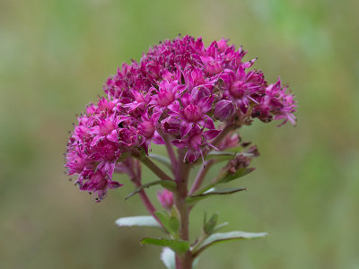 Stonecrop