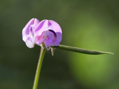 Trailing Wild Bean