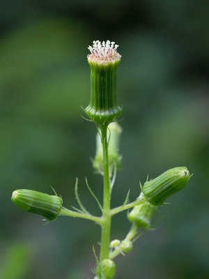 Pilewort