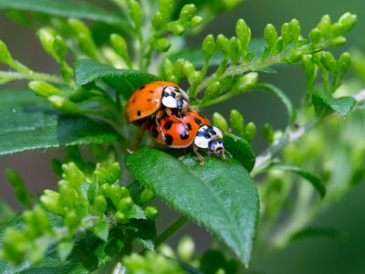 Ladybugs